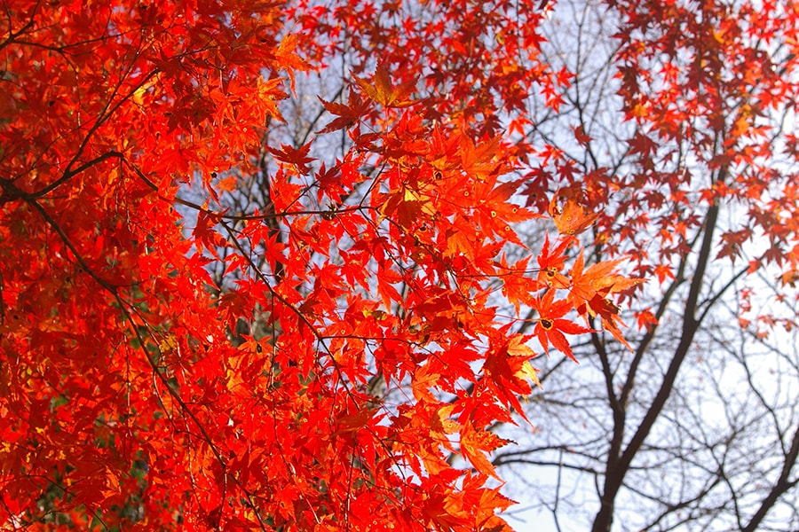 カエデの紅葉を見上げる
