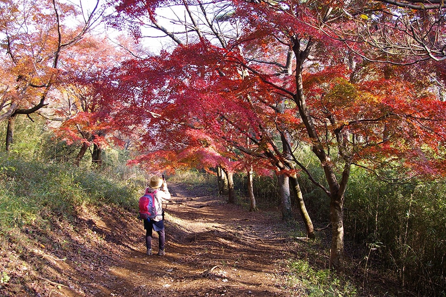 箱根浅間山の紅葉
