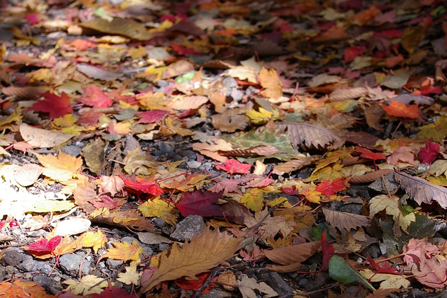 紅葉した葉が地面に落ちて絨毯のよう