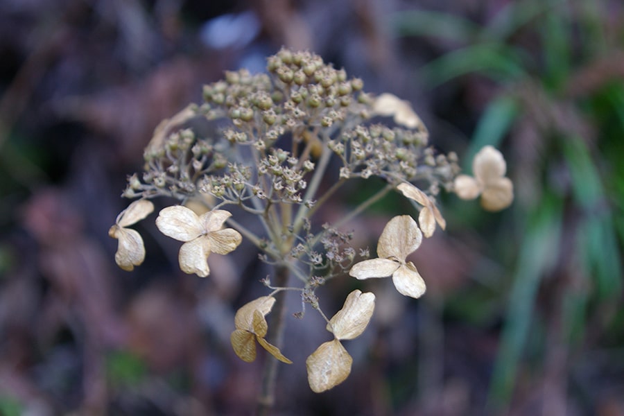 山の花がドライフラワーになっていた