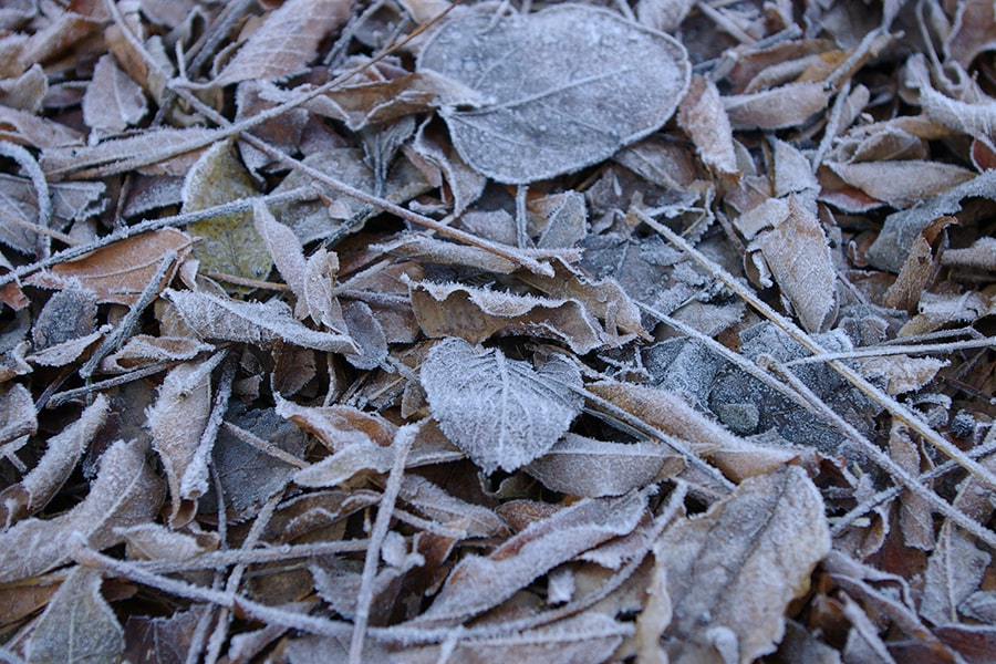 枯れ葉に霜がついている早朝の登山道