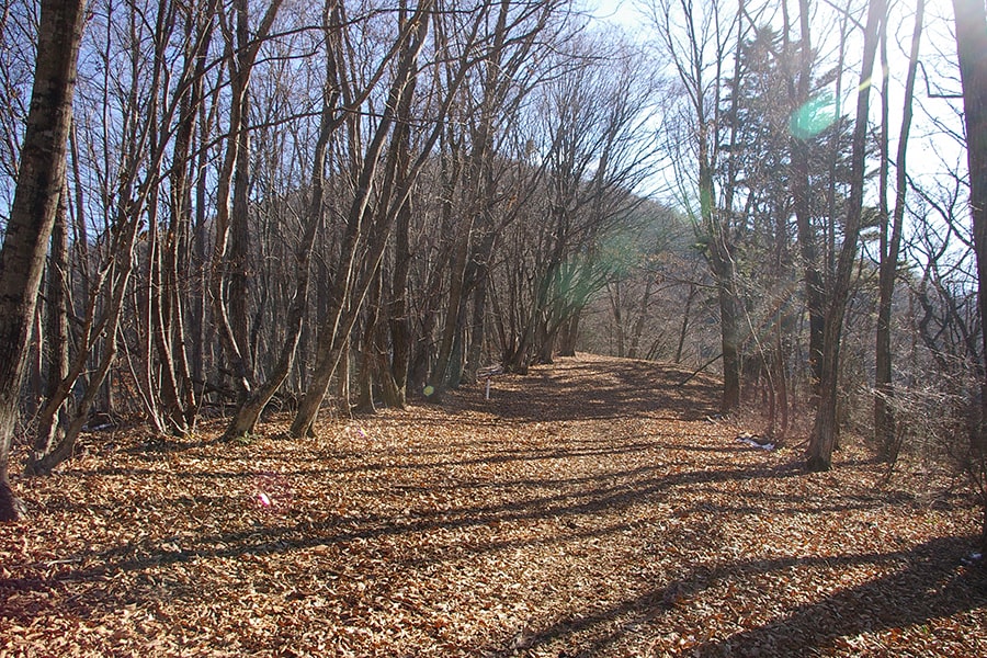 やわらかな日ざしと落ち葉のたっぷり溜まった冬枯れの登山道