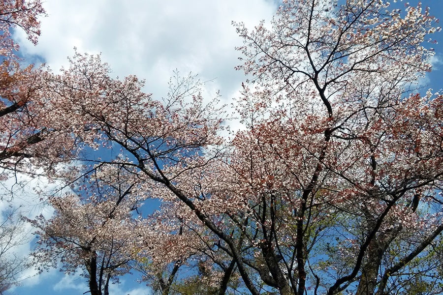 ソメイヨシノより小さくはかなげな花をつけるヤマザクラ