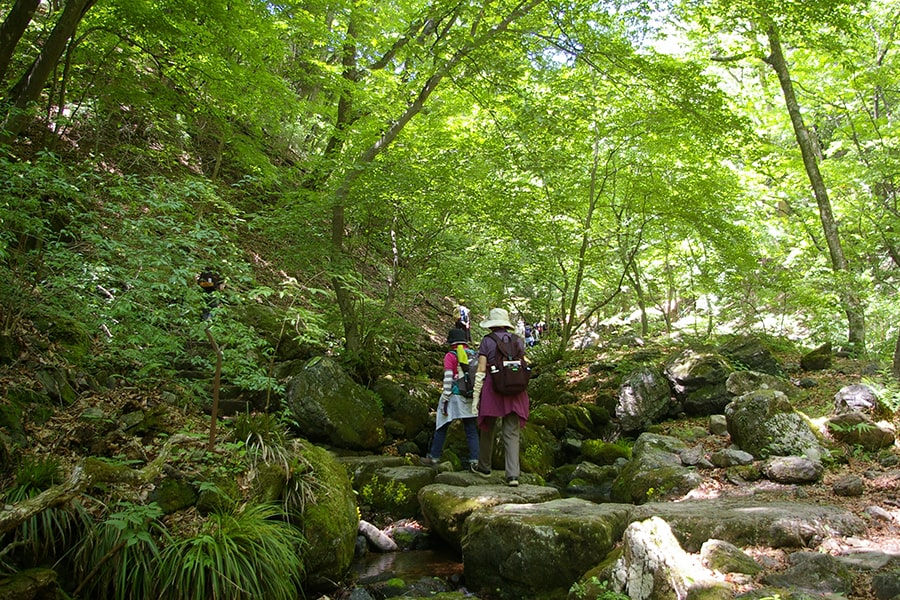 4柔らかな日差しと新緑に覆われる登山道を行くのは気持ちが良い