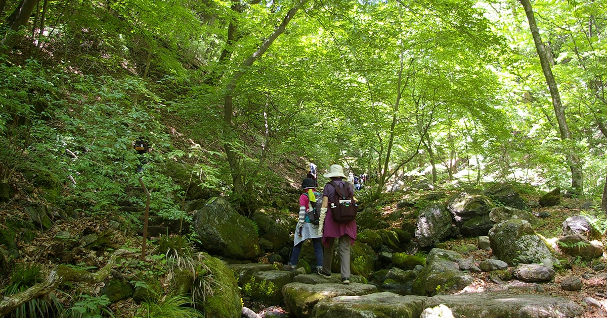 日帰り低山ハイキング・登山 〜山の緑に包まれる、新緑の低