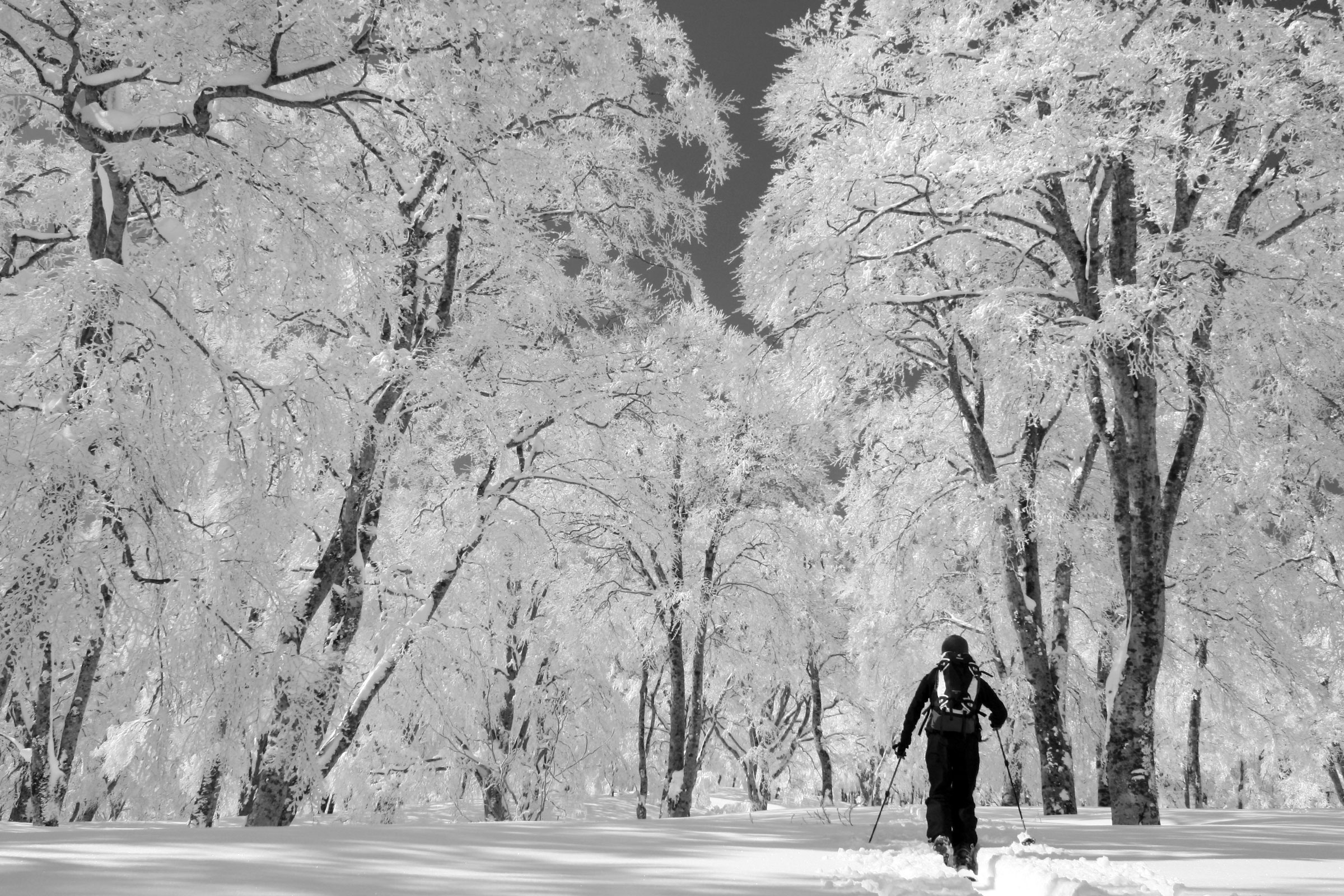 樹氷の森、雪上トレッキングの様子