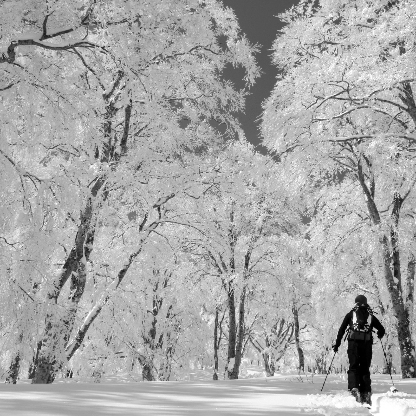 樹氷の森、雪上トレッキングの様子